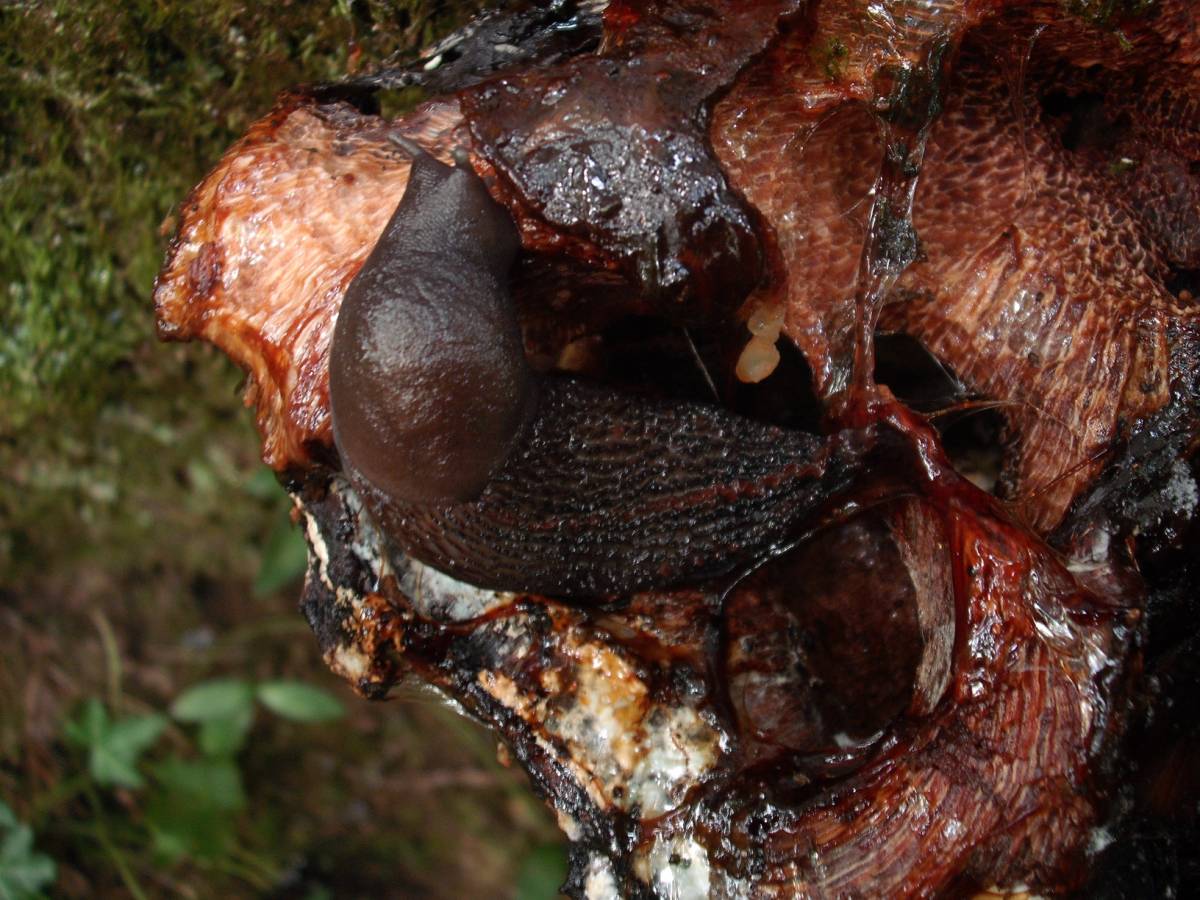 Boletus radicans e Limax